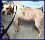 Inter Simil Pointer 2 anni Recuperato in Brutte Condizioni ma ora è Pronto per una Famiglia - Foto n. 2