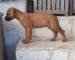 Vendesi Cuccioli di Rhodesian Ridgeback