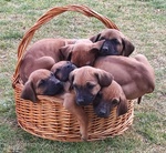 Vendesi Cuccioli di Rhodesian Ridgeback - Foto n. 3