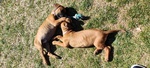 Vendesi Cuccioli di Rhodesian Ridgeback - Foto n. 8