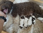 🐶 Lagotto Romagnolo femmina di 2 anni e 1 mese in vendita a Ascoli Piceno (AP) e in tutta Italia da privato