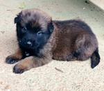 Cuccioli di Pastore Belga Malinois