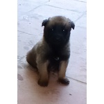 Cuccioli di Pastore Belga Malinois - Foto n. 2