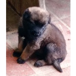 Cuccioli di Pastore Belga Malinois - Foto n. 3