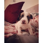 Cuccioli jack Russel