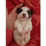 Cuccioli jack Russel - Foto n. 3