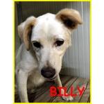 Billy 8 anni Adozione D'amore Spaventato Cerchiamo un Miracolo - Foto n. 1