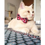 British Shorthair per Accoppiamento - Foto n. 1