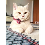 British Shorthair per Accoppiamento - Foto n. 2