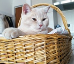 British Shorthair per Accoppiamento - Foto n. 5