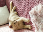 British Shorthair per Accoppiamento - Foto n. 6