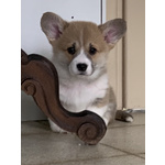 Welsh Corgi Pembroke Cuccioli