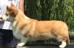 Welsh Corgi Pembroke Cuccioli - Foto n. 4