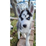 Siberian Husky (maschietto con Pedigree Enci) - Foto n. 3