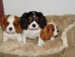 Cuccioli di Cavalier king Disponibili - Foto n. 1