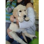 Cucciola di Golden Retriever