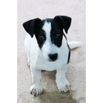 Tito - jack Russell Terrier