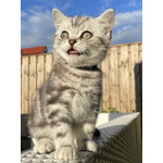 Cuccioli British Shorthair