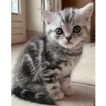 Cuccioli British Shorthair - Foto n. 2