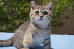 Cuccioli di British Shorthair alta Genealogia