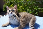 Cuccioli di British Shorthair alta Genealogia - Foto n. 2