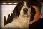 Sheyla Bellissima Setter Tricolore