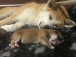 Prenotazioni Cuccioli di Akita - Foto n. 2