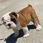 Cucciolo di Bulldog Inglese - Foto n. 1