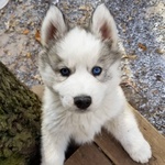 Cucciolo di Pomsky