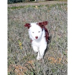 Cucciolo Pastore Australiano Tricolor Red