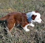 Cucciolo Pastore Australiano Tricolor Red - Foto n. 3