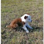 Cucciolo Pastore Australiano Tricolor Red - Foto n. 4