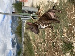 Maschio bull Terrier Miniature per Accoppiamento - Foto n. 2