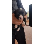 Pitbull red e Black nose Ukc - Foto n. 2