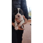 Pitbull red e Black nose Ukc - Foto n. 4