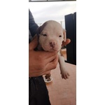 Pitbull red e Black nose Ukc