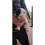 Pitbull red e Black nose Ukc - Foto n. 6