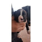 Pitbull red e Black nose Ukc - Foto n. 7