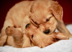 Cuccioli di Golden Retriever