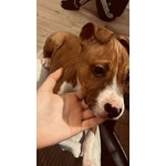 CUCCIOLO DI AMSTAFF TERRIER