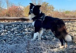 Cuccioli di Border Collie - Foto n. 5