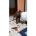 Cuccioli Pitbull - Foto n. 2