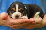 Beagle Cuccioli