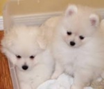 Volpini di Pomerania Cuccioli