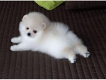 Volpini di Pomerania Cuccioli - Foto n. 3