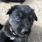 Cucciolona di Pastore Tedesco da Lavoro nero Focati - Foto n. 3