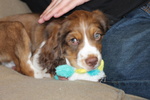 Cuccioli Springer Spaniel Maschio e Femmina