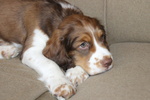 Cuccioli Springer Spaniel Maschio e Femmina - Foto n. 3