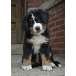 Cuccioli Bovaro del Bernese maschio e femmina