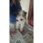 🐶 Fox Terrier maschio di 2 anni e 1 mese in vendita a San Prisco (CE) e in tutta Italia da privato